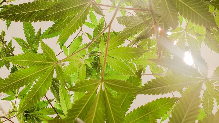 Understanding the Benefits of Medical Marijuana for Wellness